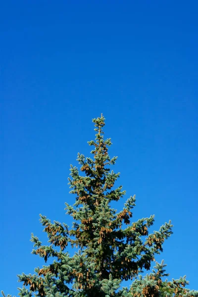 Carte Postale Noël Pin Avec Cônes Contre Ciel Bleu — Photo