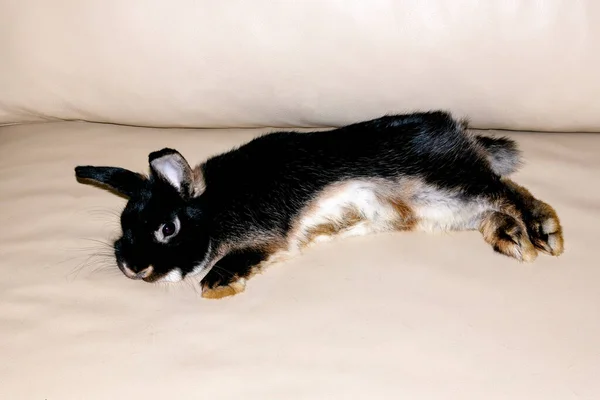 Gri dumanlı paskalya tavşanı mavi gözlü lyind