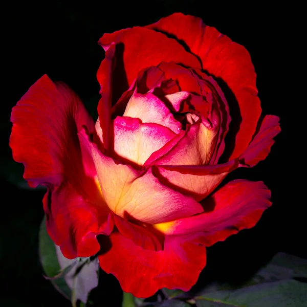 Colección Flores Aisladas Rosa Púrpura Roja Blanca Fondo Oscuro — Foto de Stock