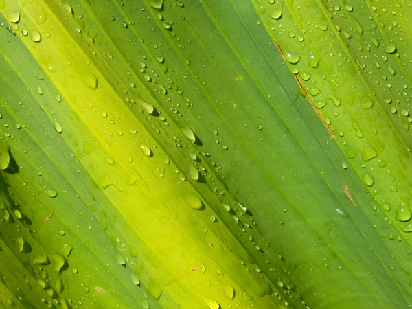 Arkaplan için soyut yeşil yaprak dokusu. çiy damlaları 1