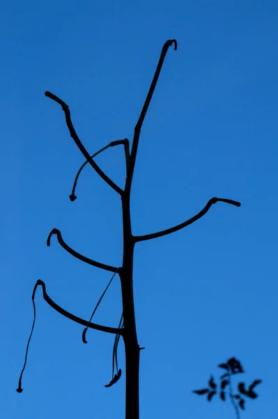 Ein Verwelkter Blütenzweig Nahaufnahme Blauer Himmel — Stockfoto