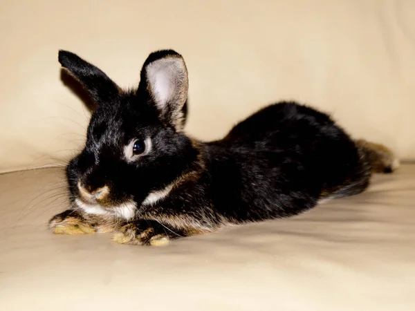 Gri dumanlı paskalya tavşanı mavi gözlü lyind