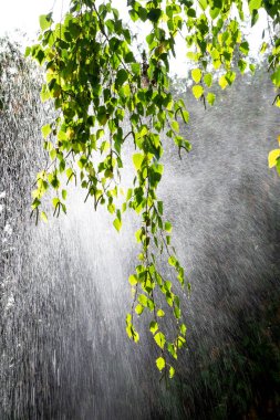 Şiddetli yağmur. huş ağacının dalına düşer. Güneş parlıyor