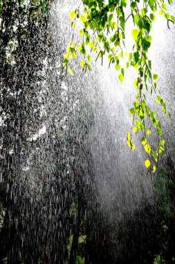 Şiddetli yağmur. huş ağacının dalına düşer. Güneş parlıyor