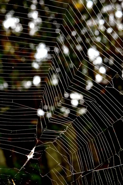 Λεπτομέρεια Δροσιάς Ιστό Αράχνης Υπαίθριο — Φωτογραφία Αρχείου