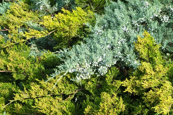 yeşil ardıç yaprakları fotoğraf bahçesi dokusunu kapatır