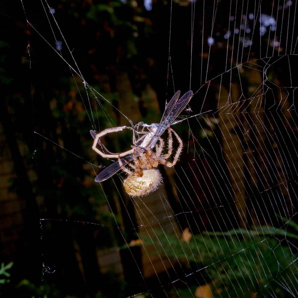 Aranha Mata Come Libélula Macro Imagens Perto — Fotografia de Stock