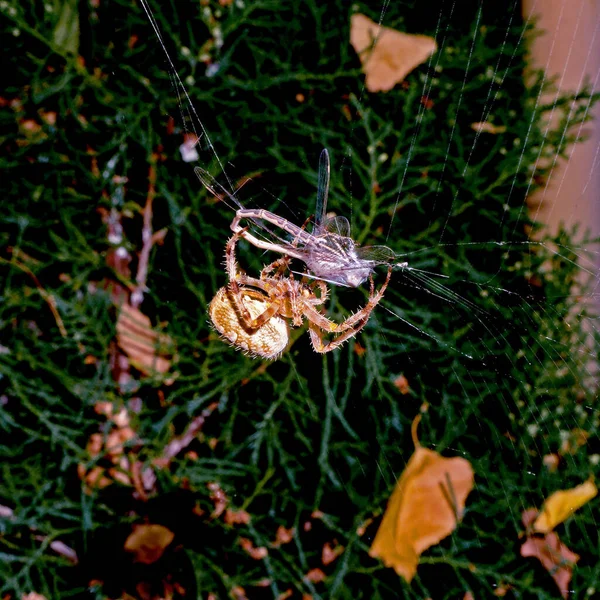 Αράχνη Σκοτώνει Και Τρώει Λιβελούλα Μακροεντολή Κοντινό Πλάνο — Φωτογραφία Αρχείου
