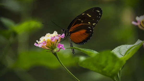 Doris Longtail Butterfly Heliconius Doris Assis Sur Une Fleur Suçant — Photo