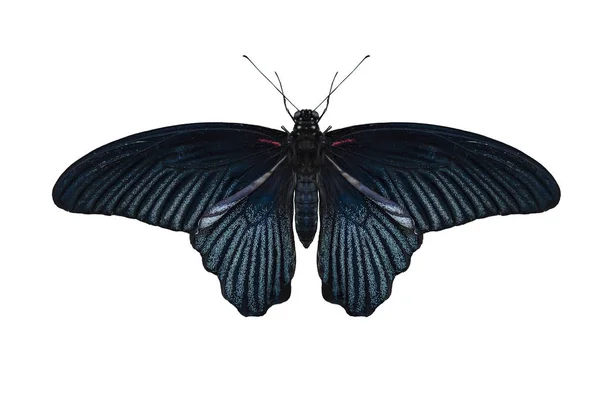 Macho Gran Mariposa Mormona Papilio Memnon Aislado Blanco — Foto de Stock