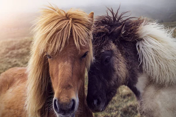 Close Two Faroese Horses Foggy Hill Faroe Islands — Stock Photo, Image