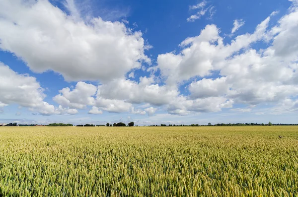 作物の小麦畑 — ストック写真