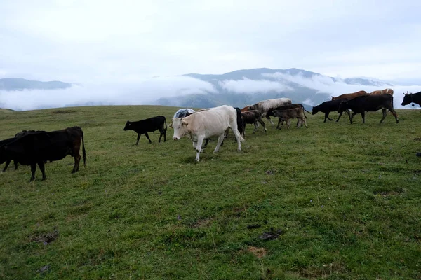 Cow herd on the pasture over the gorge near the Vestomta village. Georia, Tusheti. August 2019