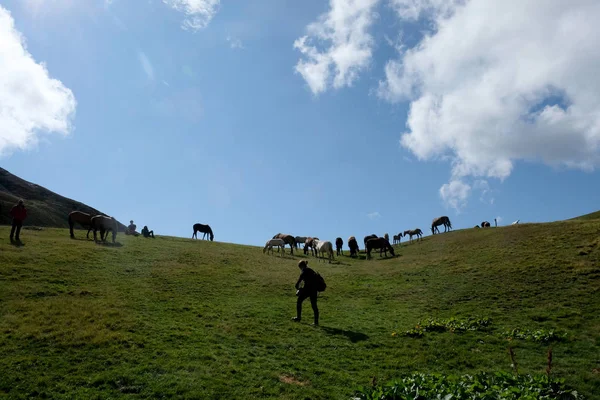 Oreti Gölü Yakınlarındaki Otlakta Atlar Georia Tusheti Ağustos 2019 — Stok fotoğraf