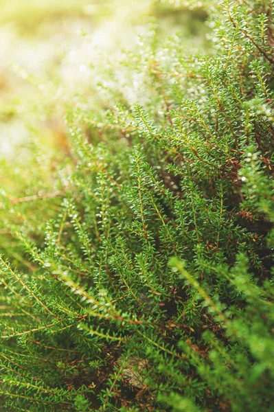 Naturen Konceptet Bakgrund Med Färsk Grön Växt Konsistens — Gratis stockfoto