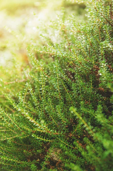 Fondo Concepto Naturaleza Con Textura Planta Verde Fresca — Foto de stock gratuita