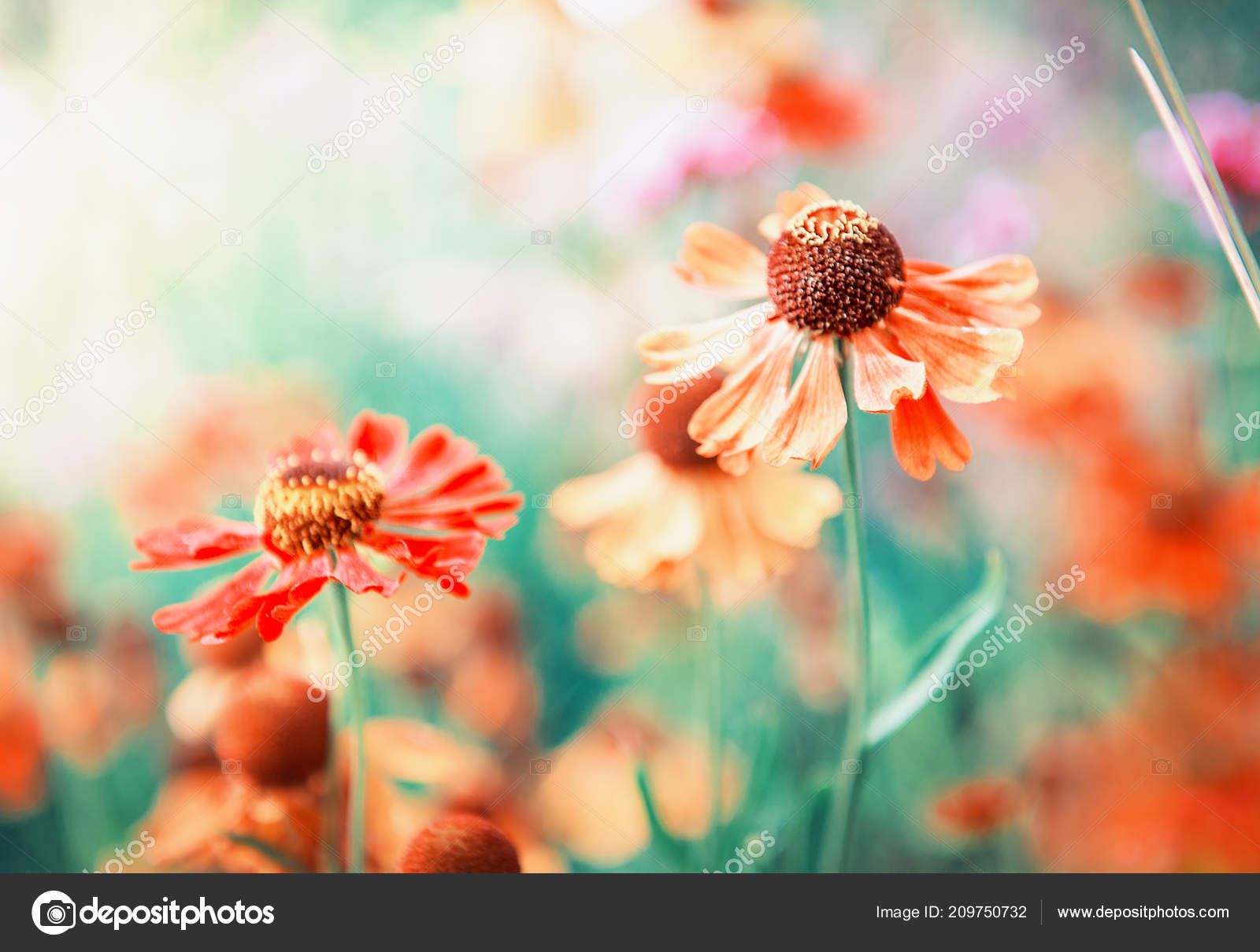 美しいオレンジ色の花 夏や春の背景 無料のストック写真 C Darkbird