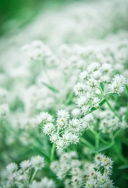 Belle Texture Fleurs Blanches Fond Été Printemps Pour Mariage — Photo