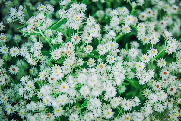 Schöne Weiße Blüten Textur Sommer Hintergrund Für Hochzeit — Stockfoto