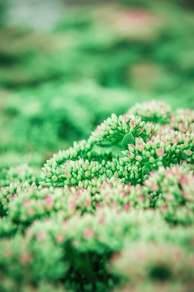 Beautiful green plant texture. Creative background for design