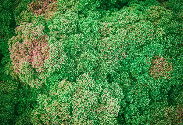 Güzel Yeşil Bitki Doku Tasarım Için Yaratıcı Arka Plan — Stok fotoğraf