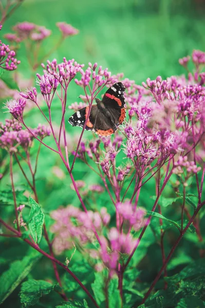 Schöner Schmetterling Auf Lila Blume Sommer Oder Frühling Hintergrund — kostenloses Stockfoto