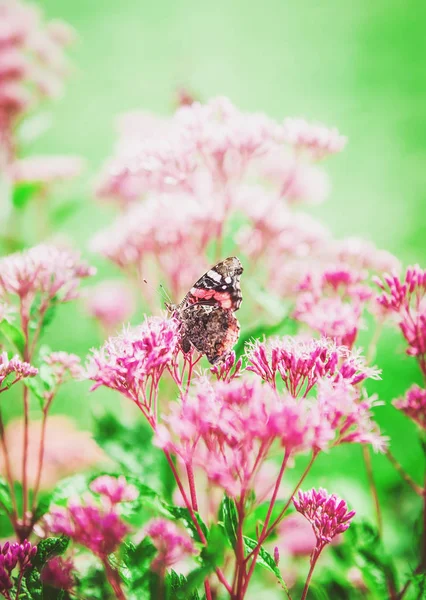 美丽的蝴蝶在紫色的花朵上 夏季或春季背景 — 图库照片