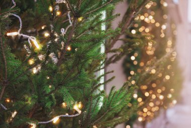 Noel arka plan yeşil çam ağacı ve ışıklar