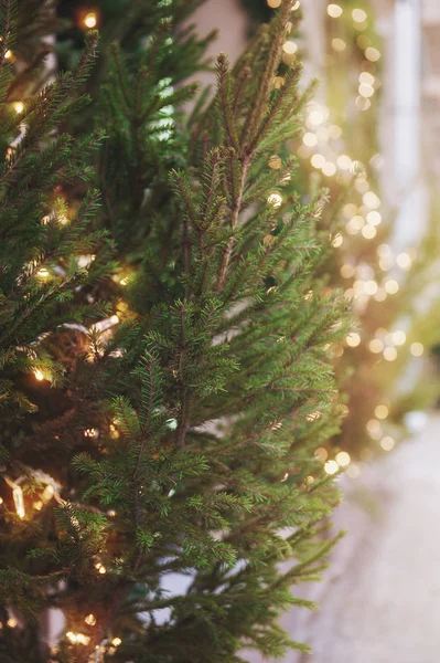 Noel Arka Plan Yeşil Çam Ağacı Işıklar — Stok fotoğraf