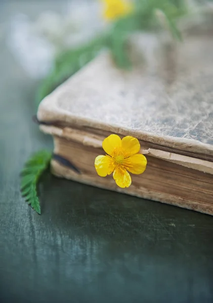 Vintage Boek Weide Gele Bloem Oude Houten Achtergrond — Stockfoto