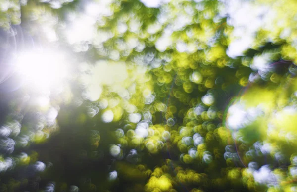 Abstrakte Verschwommene Sommer Frühling Hintergrund Mit Sonnenlicht — Stockfoto