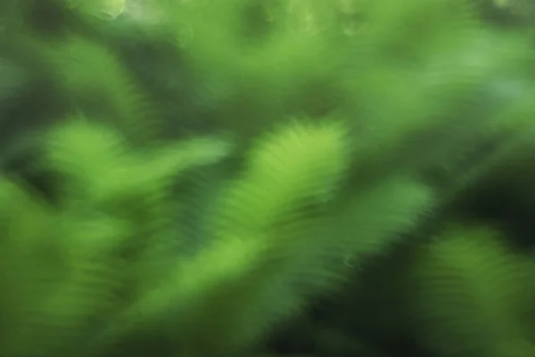 Abstracte Wazig Groene Zomer Lente Achtergrond Met Plant Fern Verlof — Stockfoto