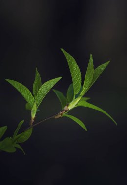 Taze yaprakları üzerinde ağaç dalı. Bahar ve yaz concep