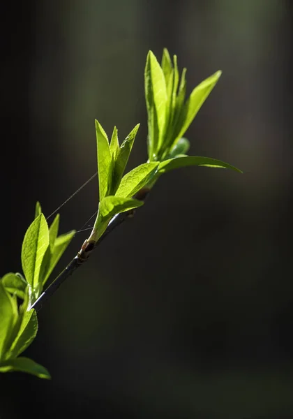 Φρέσκα φύλλα στο κλαδί δέντρου. Άνοιξη και το καλοκαίρι πρωτότ — Φωτογραφία Αρχείου