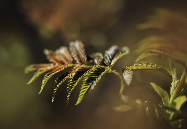 Färska blad på trädgren. Vårens och sommarens begreppsmässigt — Stockfoto