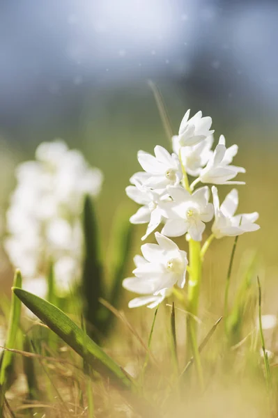 Fresh white flower with sunlight. Spring and summer backgroun — Stock Photo, Image