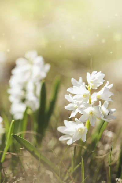 Fresh beautiful flower with sunlight. Spring and summer backgrou — Stock Photo, Image