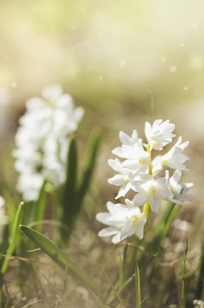 Belle fleur fraîche avec lumière du soleil. Printemps et été backgrou — Photo