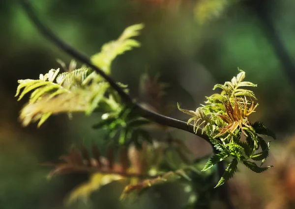 Färska blad på trädgren. Vårens och sommarens begreppsmässigt — Stockfoto