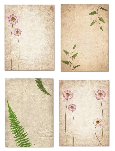 Set de varias texturas antiguas de papel vintage con plantas secas y flo — Foto de Stock