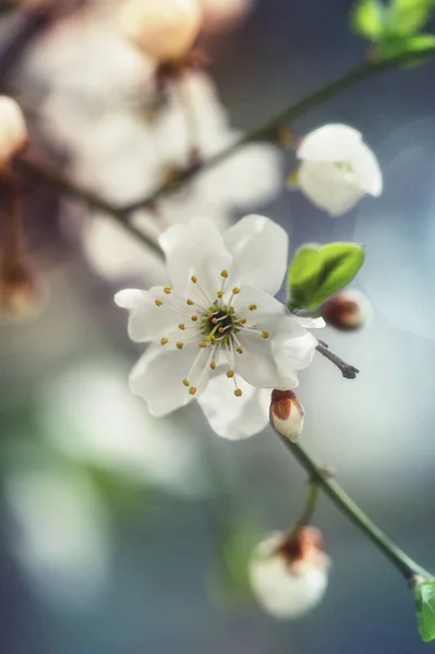 Flores de flor de cereja em branc — Fotografia de Stock