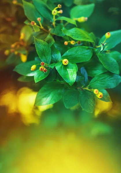 木の枝と緑の葉と自然の背景 — ストック写真