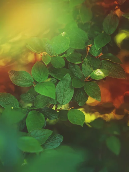 Natur bakgrund med träd kvist och löv i solljus — Gratis stockfoto