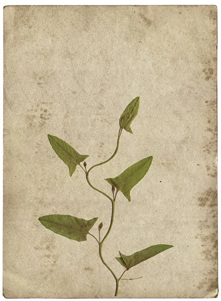 Fond vintage avec plante sèche sur texture de papier — Photo