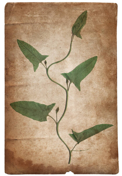 Vintage background with dry plant on paper texture 