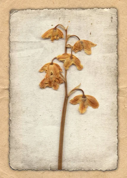 Fondo vintage con flor seca sobre textura de papel — Foto de Stock