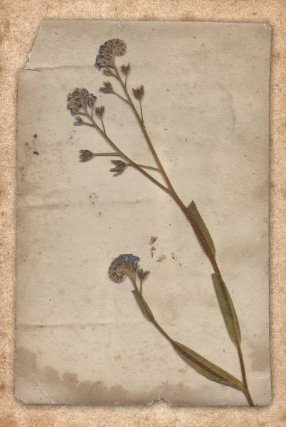 Fondo vintage con flor seca sobre textura de papel — Foto de Stock