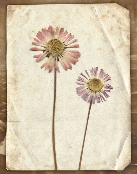 Fondo vintage con flores secas sobre textura de papel vieja — Foto de Stock