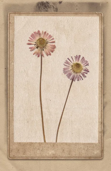 Fondo vintage con flores secas sobre textura de papel vieja — Foto de Stock