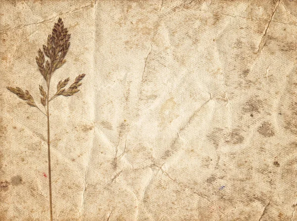 Eski kağıt üzerinde kuru bitki ile Vintage arka plan — Stok fotoğraf